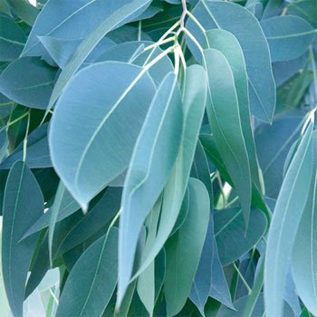 Eucalyptus