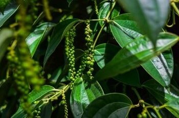 Black Pepper Essential Oil