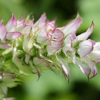 Clary Sage Essential Oil