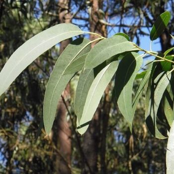 Eucalyptus Blue Gum Essential Oil