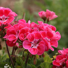 Geranium Essential Oil