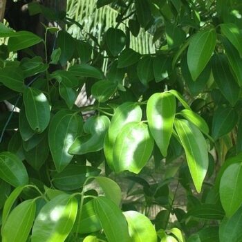 Cinnamon Leaf Essential Oil