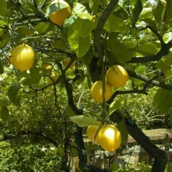 Lemon Essential Oil