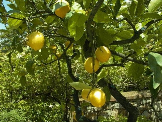 Lemon Essential Oil