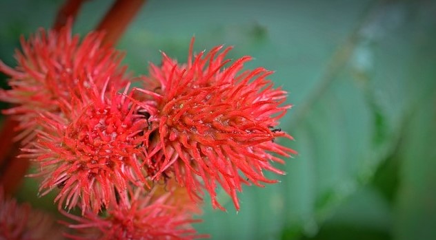 Castor Oil