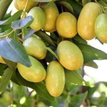Jojoba Oil
