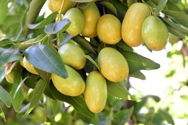 Jojoba Oil