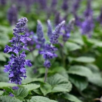 Patchouli Essential Oil