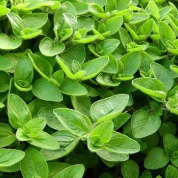 Marjoram Essential Oil