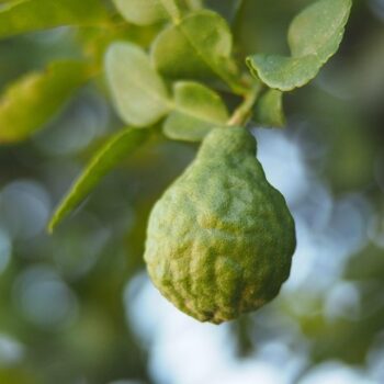 Bergamot Essential Oil FCF