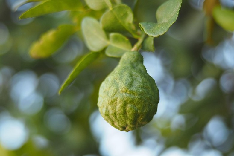 Bergamot Essential Oil FCF