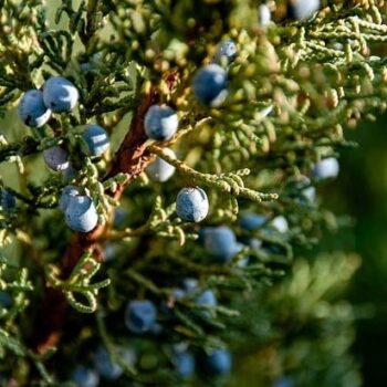 Juniper Berry Essential Oil