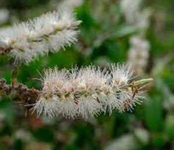 Cajeput Essential Oil
