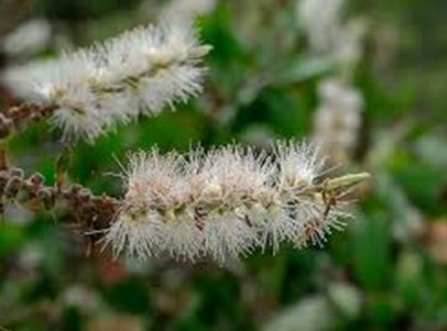 Cajeput Essential Oil