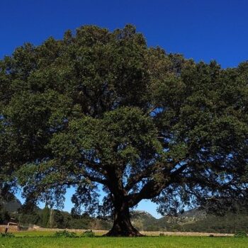 Camphor Essential Oil