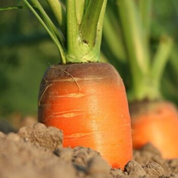 Carrot Seed Essential Oil