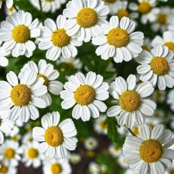 Roman Chamomile Essential Oil