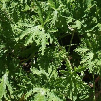 Citronella Essential Oil