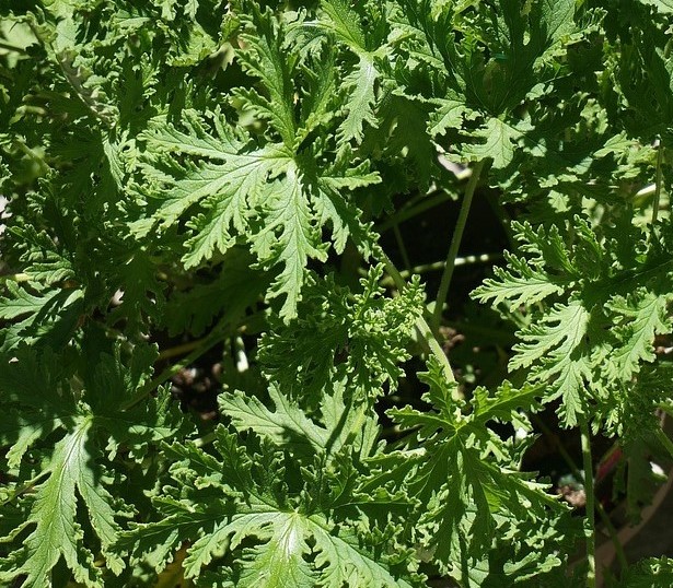 Citronella Essential Oil