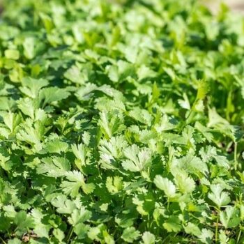 Coriander Essential Oil