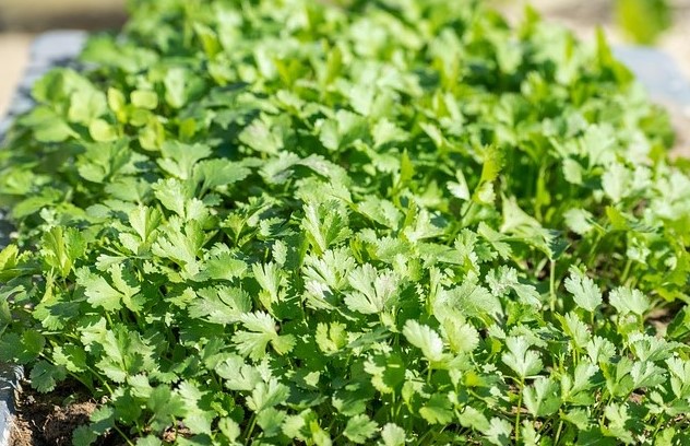 Coriander Essential Oil