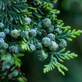 Cypress Essential Oil