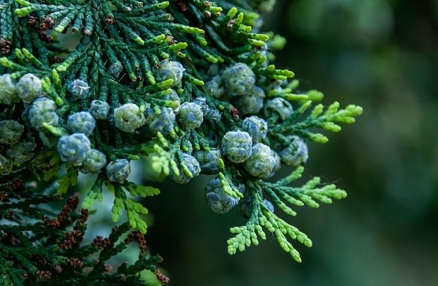 Cypress Essential Oil