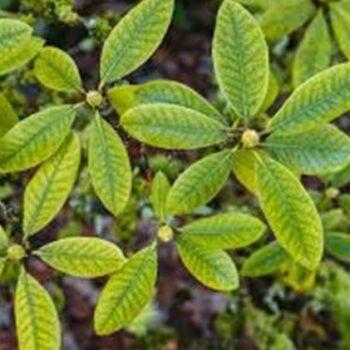 Elemi Essential Oil