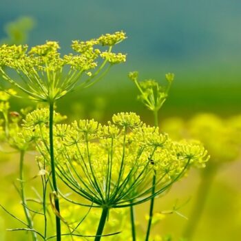 Fennel, Sweet Essential Oil