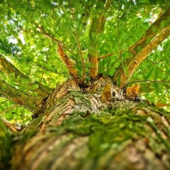 Ho Wood Leaf Essential Oil