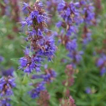 Hyssop Essential Oil