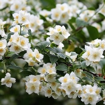 Jasmine Absolute