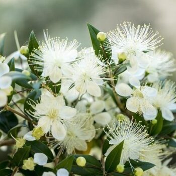 Myrtle Essential Oil