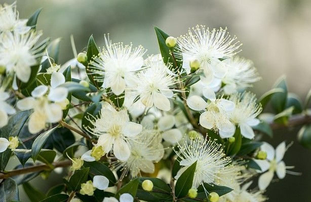 Myrtle Essential Oil