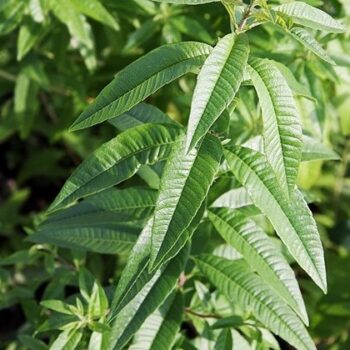 Lemon Verbena Essential Oil