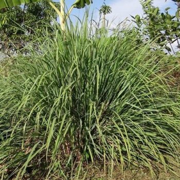 Lemongrass Essential Oil