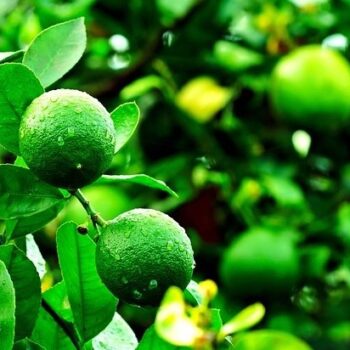 Lime Essential Oil