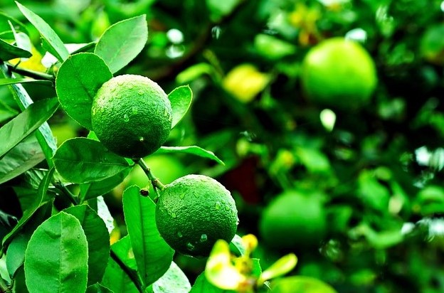 Lime Essential Oil