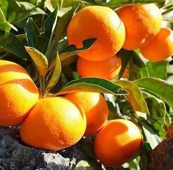 Mandarin Essential Oil