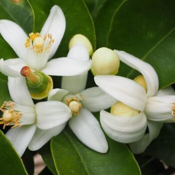 Neroli Essential Oil