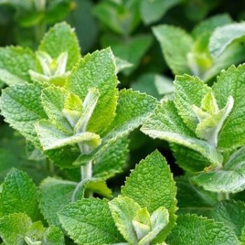 Peppermint Essential Oil