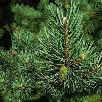 Pine Needle Essential Oil