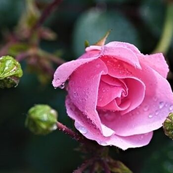 Rose Absolute
