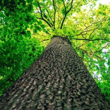 Rosewood Essential Oil