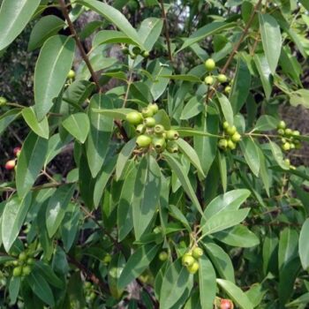 Sandalwood Essential Oil