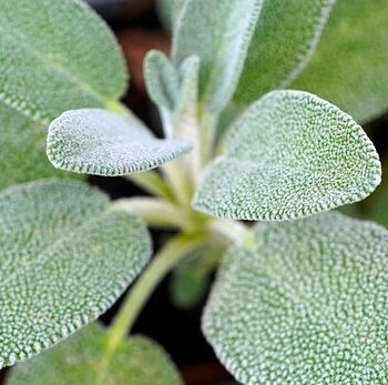 Sage Essential Oil