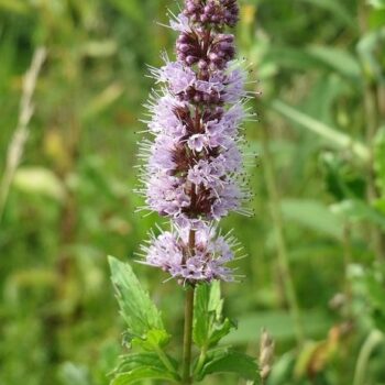 Spearmint Essential Oil
