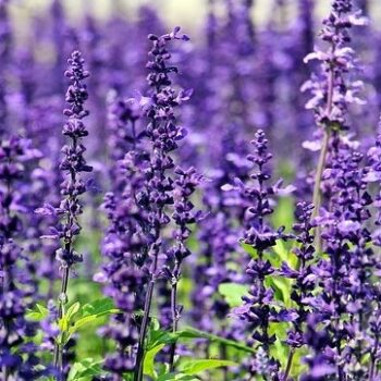 Spike Lavender Essential Oil