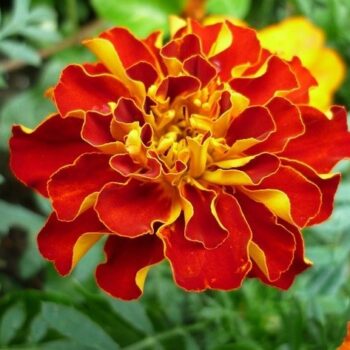 Tagetes Essential Oil