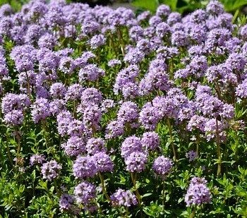 Thyme Red Essential Oil